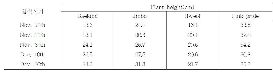 국화 품종별 자연저온처리 후의 입실시기 초장