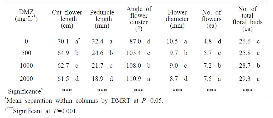 Plant growth and flower development of Dendranthema grandiflorum cv. Ilweol as influenced by foliar application of daminozide (DMZ) concentration