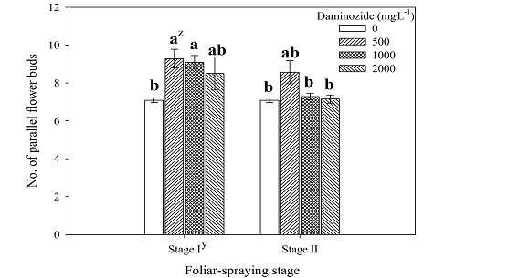 The number of parallel flower buds in Dendranthema grandiflorum ‘Charming Eye’ bred in Korea at 96 days after transplanting as influenced by daminozide and foliar application stage