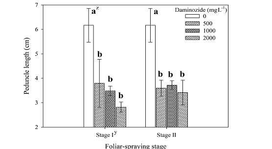 Peduncle length in Dendranthema grandiflorum ‘Pink Pride’ bred in Korea at 96 days after transplanting as influenced by daminozide and foliar application stage.