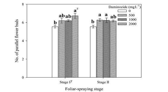 The number of parallel flower buds in Dendranthema grandiflorum ‘Pink Pride’ bred in Korea at 96 days after transplanting as influenced by daminozide and foliar application stage.