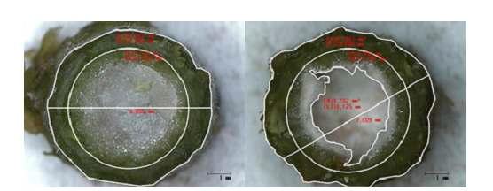 Measuring method on horizontal stem section for total pith, cavity area, and percentage in cut standard chrysanthemum ‘Baekma’