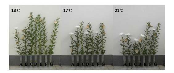 Plant growth and flower development of 'Baekma' at 95 days after planting as influenced by night temperature and ethephon