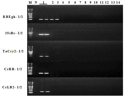 해충저항성 Bt벼 및 각종 non-GM 작물에 대한 특이 프라이머를 이용한 PCR 확인
