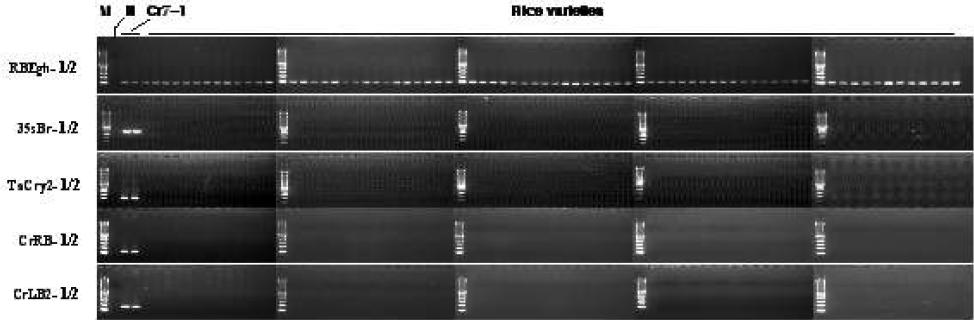해충저항성 Bt 벼 및 각종 천연형 벼품종에 대한 특이 프라이머를 이용한 PCR 확인