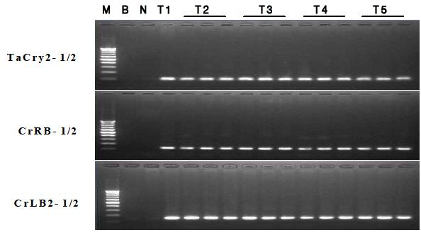해충저항성 Bt 벼의 후대에서의 특이 프라이머를 이용한 검정 PCR