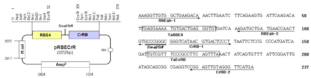 해충저항성 Bt 벼 검정용 표준플라스미드 pRBECrR의 상세 모식도 및 그에 삽입된 DNA 단편의 염기서열
