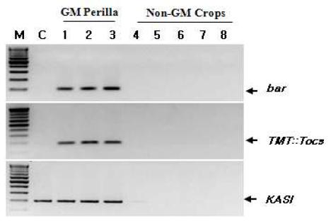 Specificity analysis of the primer pairs for GM perilla and non-GM crops.