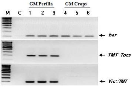 Specificity analysis of the designed primer pairs for GM perilla and GM crops.
