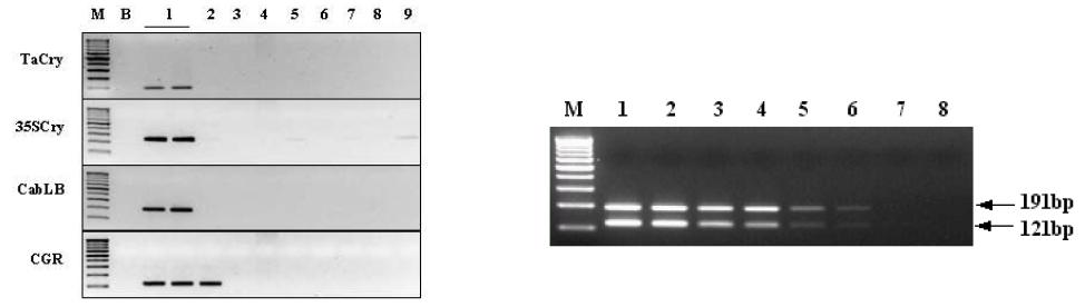 특이 마커에 대한 PCR 특성 확인 그림 2. Duplex PCR에 의한 검출한계(LOD) 확인