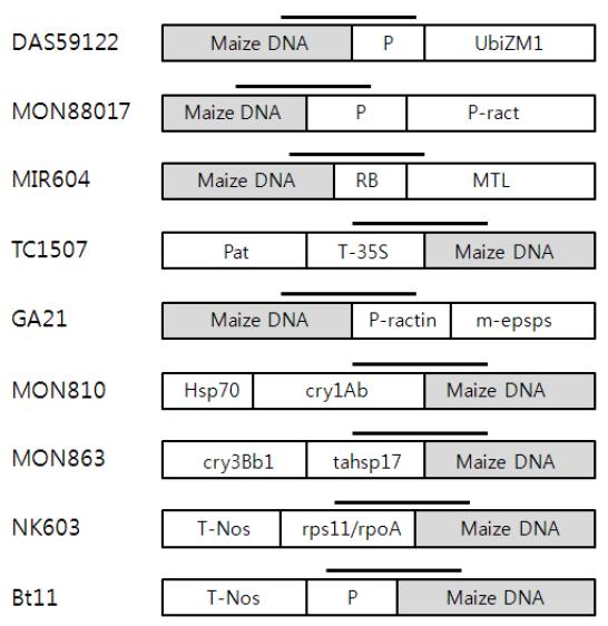 유전자변형 옥수수 품목(DAS59122, MON88017, MIR604, TC1507, GA21, MON810, MON863 및 Bt11)의 외래 도입유전자가 삽입된 일부분의 유전자 구조 및 그를 검출하기 위한 event-specific 프라이머의 증폭부위를 나타낸 모식도.