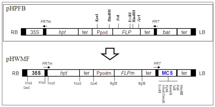 마커프리 형질전환 식물체 생산용 선발표지 제거 벡터(pHWMF)의 T-DNA