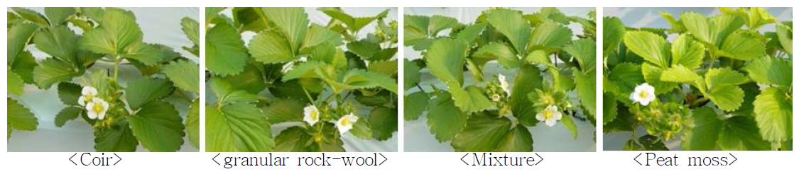 Plant growth by Media on strawberry cv. ‘Seolhyang’. (Photo taken on Oct. 31.)