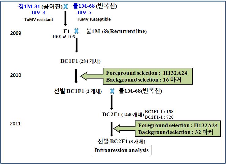 그림 8. MAB 시스템을 이용한 배추 순무모자이크바이러스 품종 육성 전략