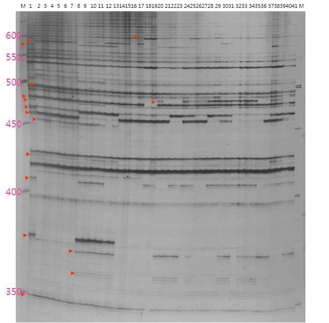 그림 14. 배추 형질전환체(FLC 유전자) T3세대 41샘플의 전이인자 MA 전시