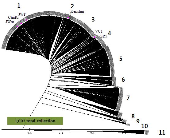 그림 22. Mariner display에 의한 배추 유전자원 1,003종의 유전적 근연관계 분석 (MEGA2.1). 11개의 소그룹으로 분류