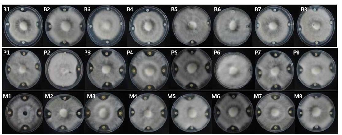 Inhibition of C. gloeosporioides mycelial growth on potato dextrose agar by the Bacterial + chemical mixture
