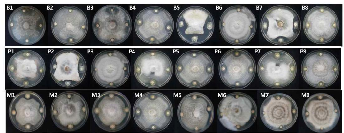 Inhibition of C. dematium mycelial growth on potato dextrose agar by the Bacterial + chemical mixture.