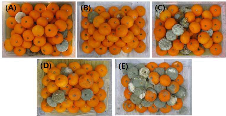 Effect of different coating materials mixed with or without JBC36 on the severity of green mold on mandarin fruits. The treatment was as follows