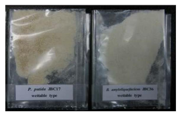 Final products of wettable type formulation of biocontrol agents.