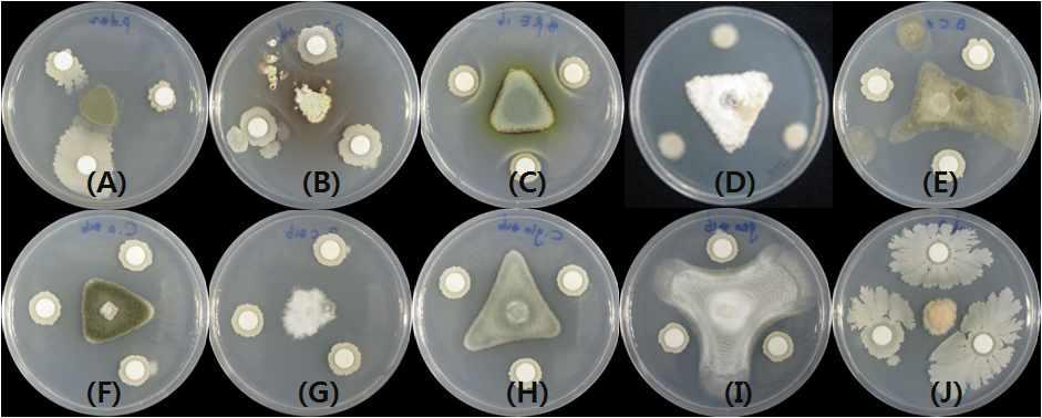 Inhibition of fungal growth by B. amyloliquefaciens JBC36. (A) P. digitatum, (B) P. italicum, (C) P. expansum, (D) D. citri, (E) B. cinerea, (F) A. alternata, (G) P. citrophthora, (H) C. gloeosporioides, (I) G. candidum, (J) F. graminiarum.