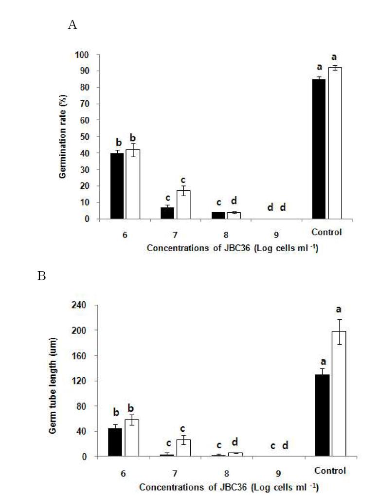 Percent germination and germ tube length of P. digitatum and P. italicum spores in the presence of the B. amyloliquefaciens JBC36.