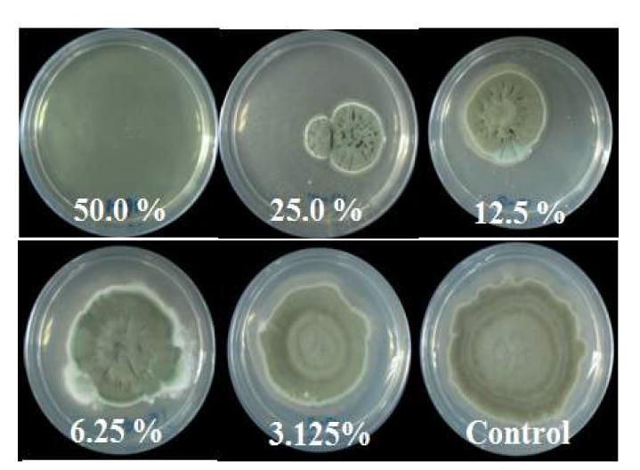 Inhibition of the mycelial growth of P. digitatum by cell-free supernatants of JBC36.