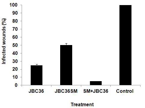 Increase of control efficacy by combined treatment of JBC36 with secondary metabolites. Treatment: Secondary metabolite (5 mg/ml), bacteria (5 × 106 cfu/ml), pathogen (105 spore/ml)