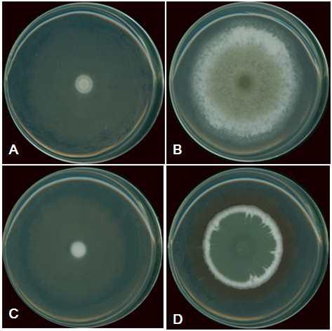 Inhibition of mycelial growth of P.digitatum and P.italicum by VOC from B. amyloliquefaciens JBC36. (A) P.digitatum with JBC36, (B) P. digitatum control, (C) P.italicum with JBC36, (D) P.italicum control