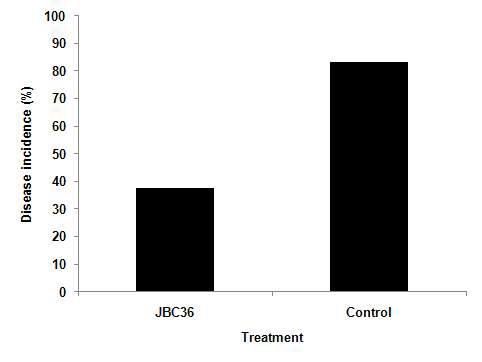 Percentage of disease incidence with JBC36.