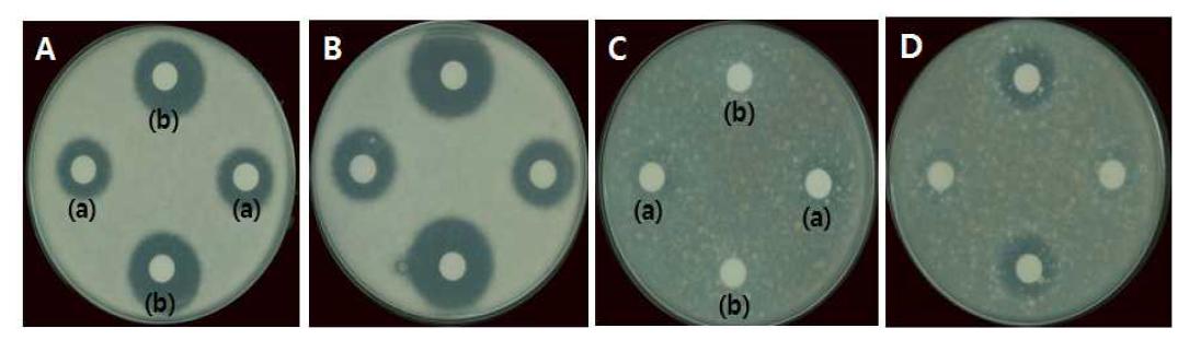 Inhibition of the mycelial growth of P. digitatum (left 2 panel) and P. italicum (right 2 panel) by cell-free supernatants of B. amyloliquefaciens JBC36. CFS was produced from 20% (a) and 40% (b) of (A, C) Cheonnyuncho stem powder and (B, D) Cheonnyuncho fruit powder.