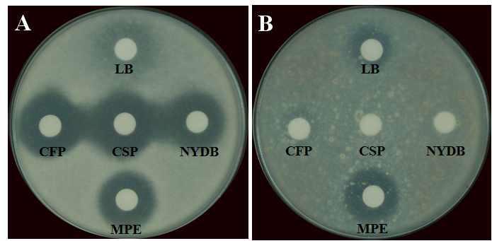 Inhibition of the mycelial growth of P. digitatum (left) and P. italicum (right) by cell-free supernatants of JBC36. PDA mixed with conidial suspension was poured on the plates (9cm diameter), 50 ul of CFS was spotted in the paper disk.