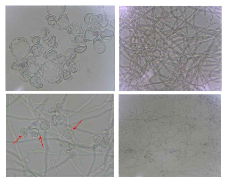 Interaction between B. amyloliquefaciens JBC36 and P. digitatum (upper panel) or P. italicum (lower panel). (Left panel) Light microscope micrography of test with 25% of cell-free supernatant (Cheonnyuncho stem powder or Citrus peel extract) of B. amyloliquefaciens JBC36 in 20% PDB with conidial suspension (2 × 106 spores/ml) after 24 h incubation at 25℃. (Right panel) Light microscope micrography of conidial suspension (2 × 106 spores/ml) in 20% PDB without cell-free supernatant