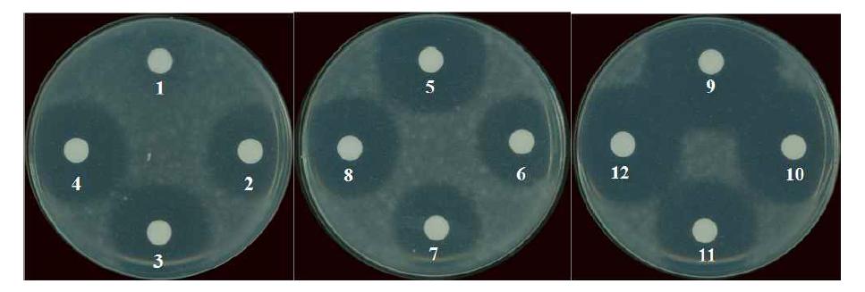 Inhibition of the mycelial growth of P. digitatum by cell-free supernatants of B. amyloliquefaciens JBC36 according to various culture resources