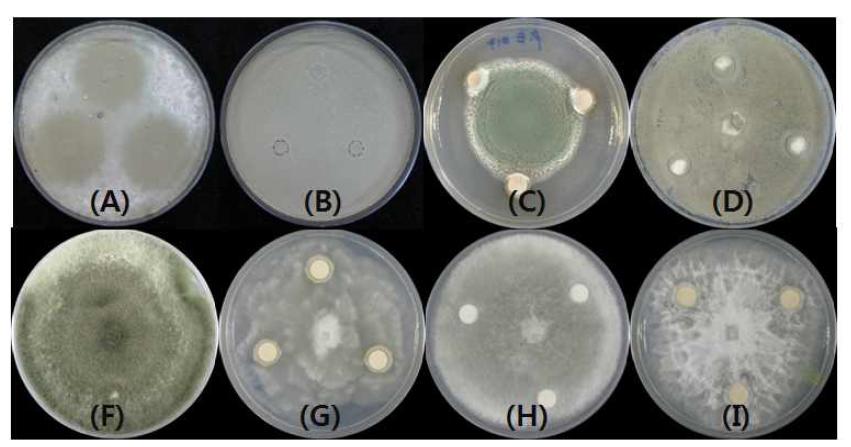 Inhibition of mycelial growth of fungal pathogens by JBC17 in a dual culture test.