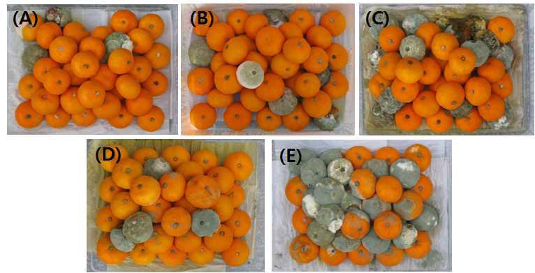 Effect of different coating materials mixed with or without JBC17 on the disease severity caused by P. digitatum on mandarin fruits. The treatment was as follows