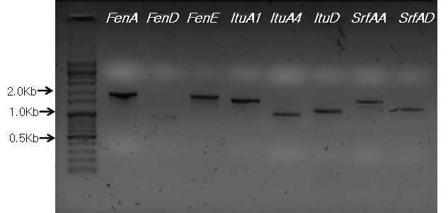 PCR amplification using gene specific primers for antibiotic biosynthesis genes from the strain HM1. Lane 1, fenA; lane 2, fenD; lane 3, fenE; lane 4, ituA1; lane 5, ituA4; lane 6, ituD; lane 7, srfAA, lane 8, srfAD gene.