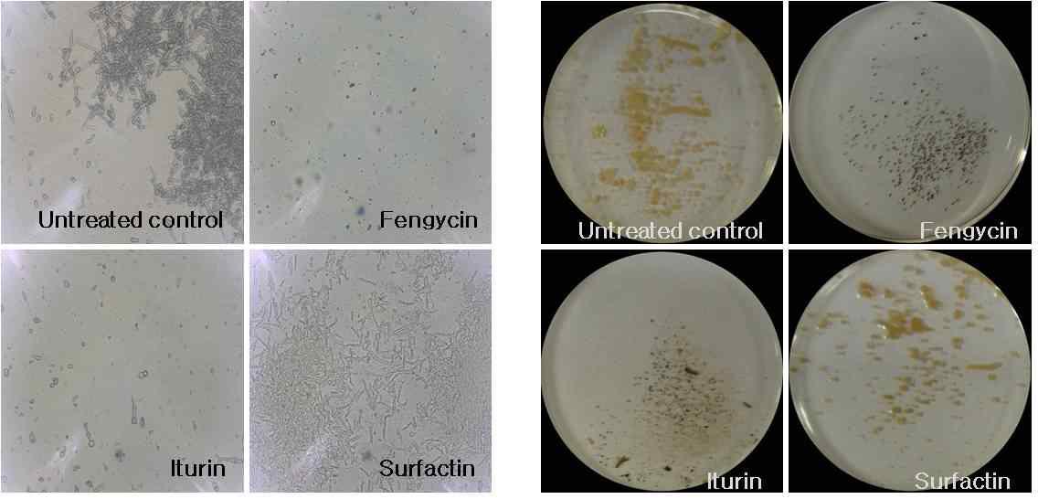 Effect of lipopeptides on conidia germination of B. cinerea. The phyto pathogenic fungi were treated with the partially purified lipopeptide at 100μg/ml and the conidia germination was observed by optical microscopy after 48h of incubation. Representative pictures showing the effect of each lipopeptide treatment are given