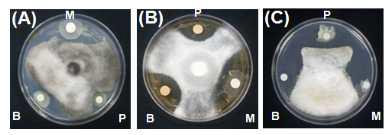 Inhibition of phytopathogenic fungi mycelial growth on potato dextrose agar by the bacterial isolates. (A); C .coccodes, (B); C. gloeosporioides, (C); C, dematium, B; B. subtilis HM1 , P; Pseudomonas sp., M: B. subtilis HM1 + Pseudomonas sp.