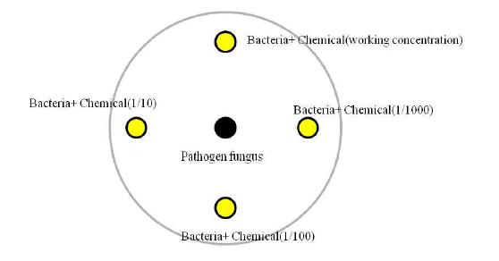 Inoculation position of dual culture assay.