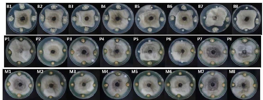 Inhibition of C. coccodes mycelial growth on potato dextrose agar by the Bacterial + chemical mixture