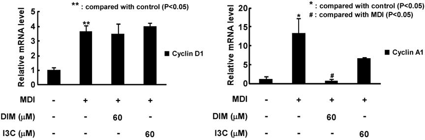 3,3' -diindolylmethane의 cyclin D1과 cyclin A1 mRNA 발현 억제 효능 확인