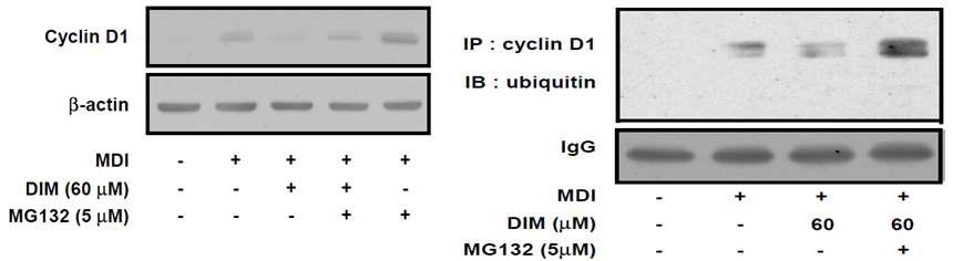 3,3' -diindolylmethane의 cyclin D1 단백질의 전사 후 과정 조절 확인