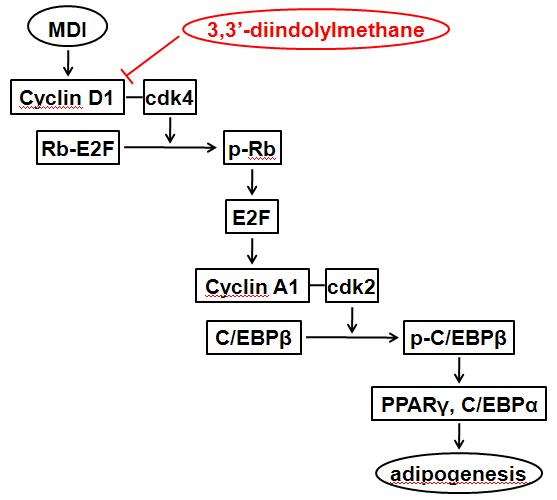 3,3' -diindolylmethane의 지방분화 세포 억제 효능 기작