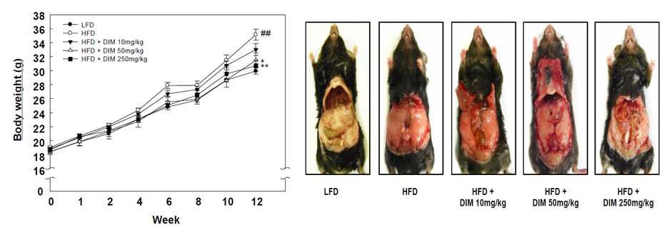 고지방 식이로 유도되는 동물 모델에서 3,3' -diindolylmethane의 체중 증가 억제 효능 확인