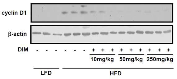 고지방 식이로 유도되는 동물 모델에서 3,3' -diindolylmethane의 cyclin D1 단백질 발현 억제 효능 확인
