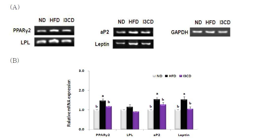 Indole-3-carbinol supplementation의 adipogenesis관련 유전자발현 저해효과 확인.