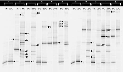 DGGE bands and microbe identification of commercial Makgeollis.