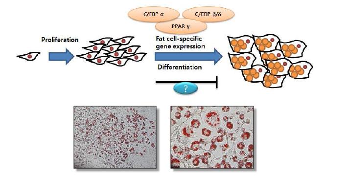 3T3-L1 세포주를 이용한 adipogenesis 활성 실험 모식도.