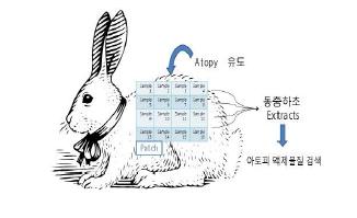 아토피 동물모델을 이용한 in vivo 마이크로 스크리닝 모식도